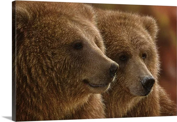 Brown Bears - Lazy Daze, Canvas Wall Art, 30x20, Great Big Canvas