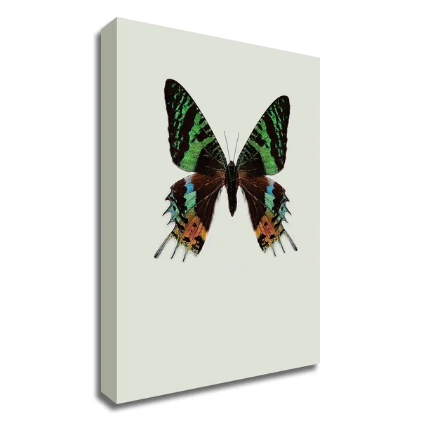 32x22 x 24x22 Chrysiridia rhipheus by Incado Print on Canvas