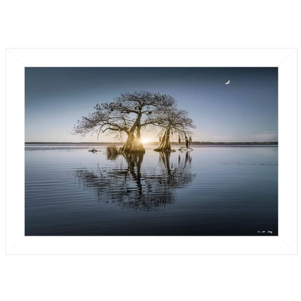 Tree Reflections by Moises Levy - Ready to Hang Framed Print, White Frame