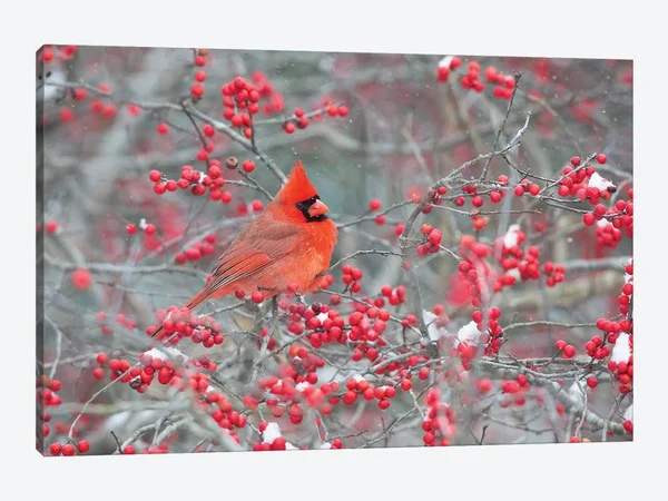 iCanvas Northern Cardinal Male in Winterberry BUSH, Marion County, Illinois Art by Richard & Susan Day Canvas Art Wall Decor