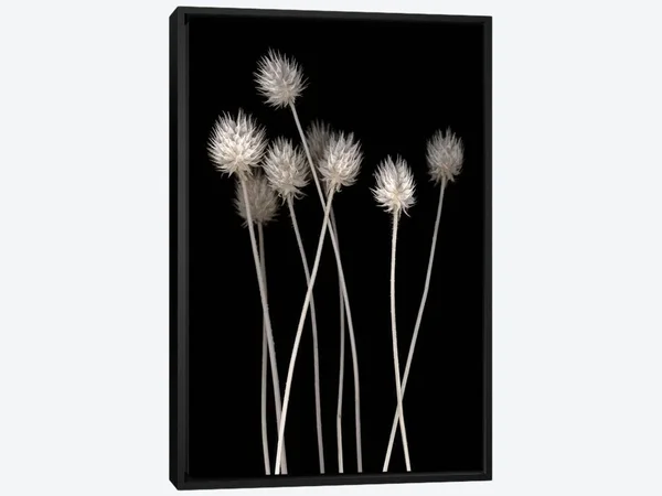 Framed Canvas Art - Dried Up I by PhotoINC Studio ( Floral & Botanical art)