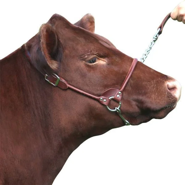Rolled Nose Leather Show Cow Halter Brown X-Small