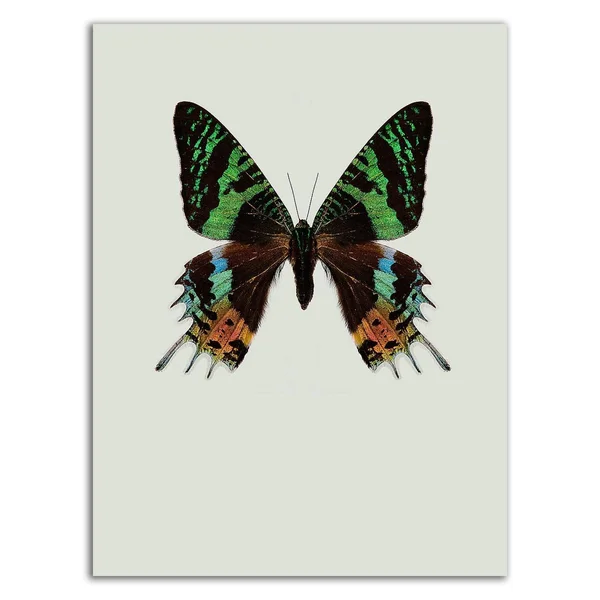 32x22 x 24x22 Chrysiridia rhipheus by Incado Print on Canvas