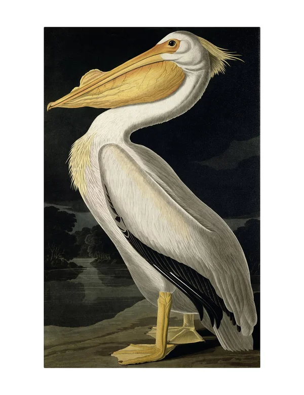 Trademark Global Fine Art John James Audubon &American White Pelican& Canvas Art