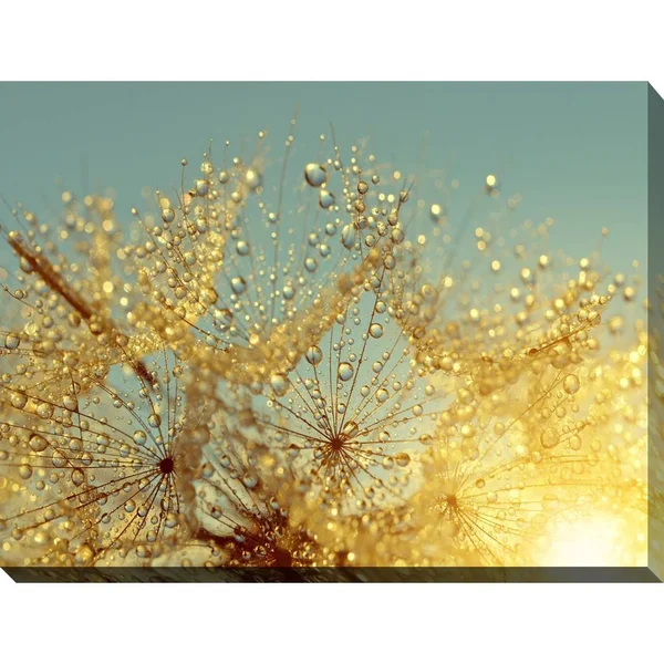 Picture Perfect International Dewy Dandelion Flower at Sunrise Close Up Full Giclee Print Canvas Wall Art, 36 Inches x 48 Inches