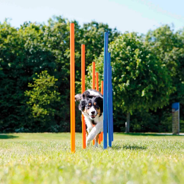 Agility Slalom Masts, 115Xø 3 cm Trixie