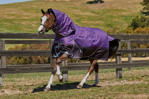 Weatherbeeta ComFiTec Plus Dynamic - Detach-A-Neck, Lite