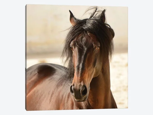 Tony Stromberg Painting Canvas Print - Casanova ( Animal Art > Farm Animals > Horses art)