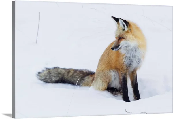 Red Fox Winter - Canvas Wall Art, 60x40, Great Big Canvas